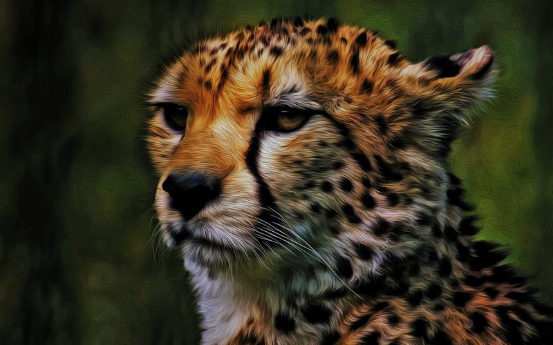 Cheetah